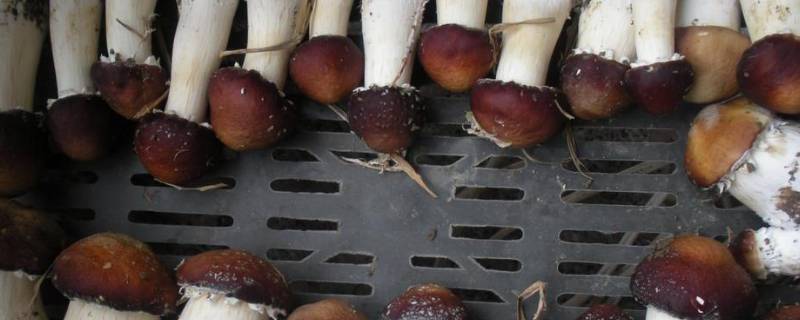 新鲜球盖菇怎么做好吃