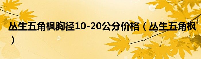 丛生五角枫胸径10-20公分价格(丛生五角枫)