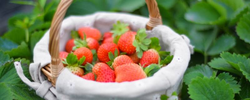 元江草莓基地在哪里