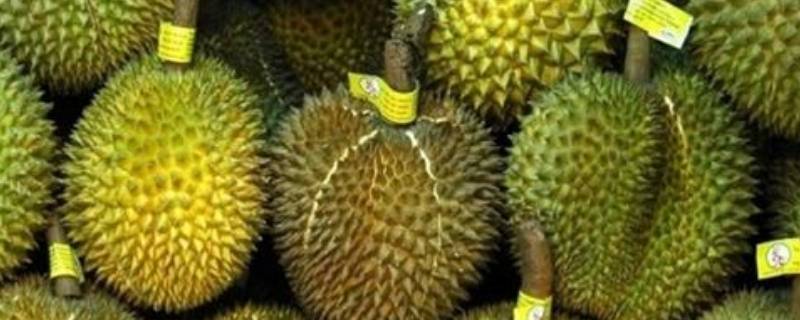 没开口的榴莲要放几天呢