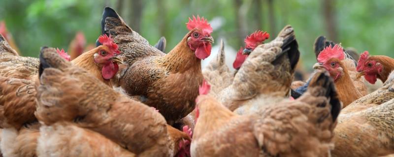 一发不可收拾的动物打一生肖